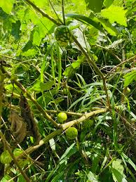 Image result for Solanum viarum