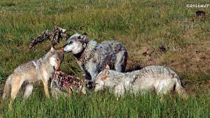 Maybe you would like to learn more about one of these? Wildlife Photography Wolves In The Wild Yellowstone Tetons Jackson Hole Youtube