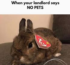Carefully Curated Memerinos Especially For You Cute Funny Animals Cute Animal Memes Cute Baby Animals
