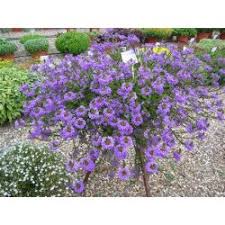 Image result for foto Vějířovka