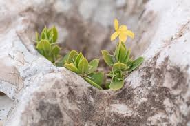 Image result for Barleria oxyphylla