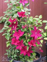 Tips on growing clematis in zone 3. 58 Kivistik Clematis Collection Bred In Estonia Ideas Clematis Bloom Clematis Vine
