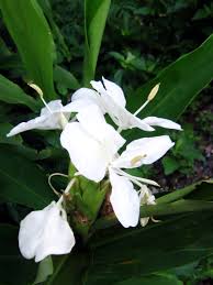 Check spelling or type a new query. Hedychium Coronarium Wikipedia