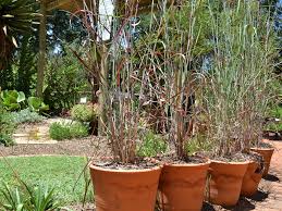 Image result for Hyparrhenia tamba