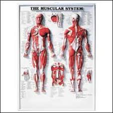 Anatomical Chart Company 1587790351 Mckesson Medical Surgical