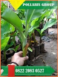 We did not find results for: Pin Di Bibit Pisang Unggul