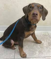 The chocolate lab mixed with the rottweiler might be prone to joint dysplasia, pano, allergies, ear infections, cold tail, acute moist dermatitis, heart problems, bone cancer, bloat, hypothyroidism, ocd, eye problems, epilepsy and myopathy. All About The Sweet Handsome Rottweiler Lab Mix