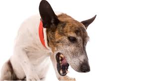 Lung cancer is a type of cancer that begins in the lungs. Bronchitis In Dogs Symptoms Treatments Trudell Animal Health