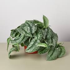 Let's look in more detail at how to look after. Pothos Silver Splash 6 Pot Walmart Com Walmart Com