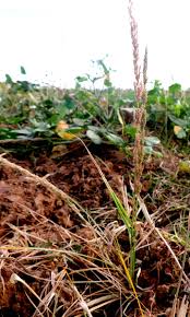 Image result for Eragrostis japonica