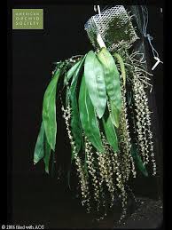 Image result for Diaphananthe