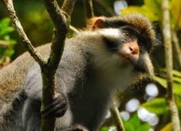 Did the mesopethicus have an ability to unlock enemy doors from the. Page 7 Global Wildlife Conservation
