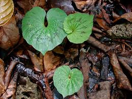 Image result for Nervilia