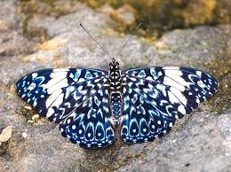 Black And White Striped Butterfly With Long Tail One Real Butterfly Blue White Hamadryas Peru Unmounted Wings Closed Butterfly Species Butterfly Blue And White