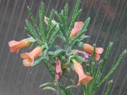 Image result for Bryophyllum tubiflorum