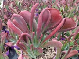 Kalanchoe Luciae Oricula World Of Succulents Succulents Purple Plants Cactus Flower