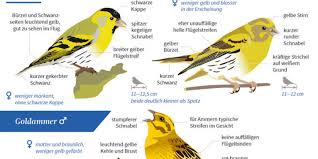 Vogel Bestimmen Leicht Zu Verwechseln Nabu