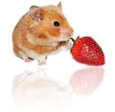 Alimentation Du Hamster