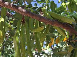 Carob tree — noun evergreen mediterranean tree with edible pods; The Carob Tree Crete S Unique And Useful Product Thenewcrete
