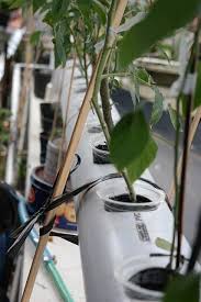 It covers the construction, what is growing, how it works, and how to. Building Diy Hydroponic Pvc System Using Pvc