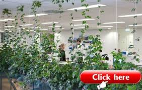 Vertikaler Garten 2019 Sichtschutz Vertikaler Garten Garten Sichtschutz Pflanzen