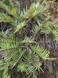 Image result for Blechnum tabulare