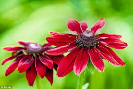 Choose from shasta daisies or lungwort for the how late in the summer you can plant perennials depends on when you are hoping to see flowers. Late Summer Blooms If You Want Colour Right Through To Autumn Plant These Beauties Now Daily Mail Online
