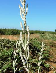 Image result for Aerva javanica