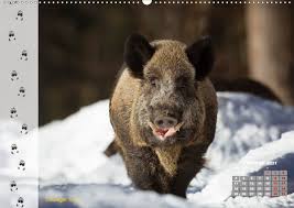 Tierspuren 1 (fährten) gemse hirsch wildschwein dachs. Tierspuren In Der Natur Kalendererfolg