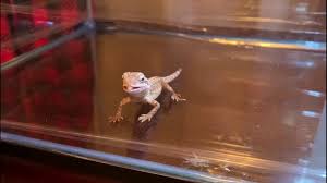 Learn how to hold him appropriately, bathe, and house him. Getting Crickets To Feed Our New Baby Bearded Dragon From Petsmart Youtube