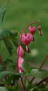 Bleeding Hearts Bleeding Hearts Beautiful Flowers Heart In Nature