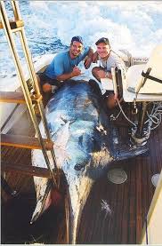Photos Of Black Marlin Some Of The Largest Ever Caught Page 2 Fish Sea Fishing Fishing Pictures