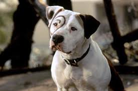 Petey Famous Dogs Dog Movies Bully Breeds Dogs
