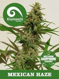 Mexican Haze Strain Information Cannaconnection Com