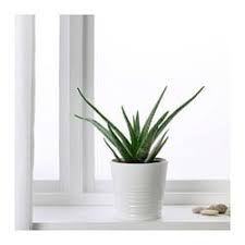Aloe Vera Ikea Melhores Plantas Para Dentro De Casa Aloe Vera Aloe