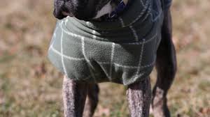 Learn more about almost home pet rescue in katy, tx, and search the available pets they have up for adoption on petfinder. Ethan The Dog Is Getting Adopted By Kentucky Humane Society Staffer