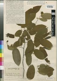 Image result for Uvaria schweinfurthii