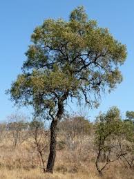 Image result for Faurea rochetiana