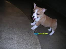 There is no standard cost, it depends on the breeder and the location they are in. Pembroke Welsh Corgi Puppies For Sale Dogs For Sale Dog Breeders Dog Kennel Kitten For Sale Cat For Sale