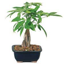 Good bonsai are images of trees from natu. Money Tree Care