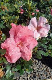 Conversation Piece Azalea Order Online With Plantsbymail Com Azaleas Conversation Piece Flowers
