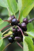 Image result for Rhamnus staddo