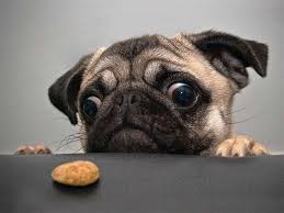 Pets Looking At Food Funny Animal Photos Pugs Funny Puppy Bad Habits