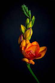 Interesting Beautiful Flowers Freesia Flowers Flowers