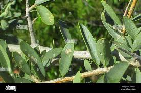 Image result for Securidaca longepedunculata