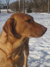 Look at pictures of puppies in wisconsin who need a home. Lab Puppies For Sale In Wisconsin Under 300 The Y Guide