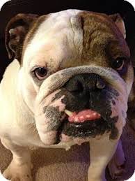 ( i am really serious about this and have done my research on the breed. Chico Is 3 Years Old And Sheer Perfection English Bulldog Bulldog Cute Animals