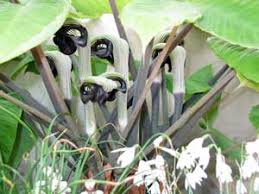 Image result for Arisaema mildbraedii