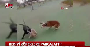 Maltepe Deki Pitbull Vahseti Kediyi Kopeklere Parcalatan 3 Kisi Gozaltinda Videosunu Izle Takvim Tv