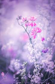 Check spelling or type a new query. Wallpaper Aesthetic Purple Flowers Novocom Top